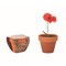 Terracotta-Topf Mohnblume