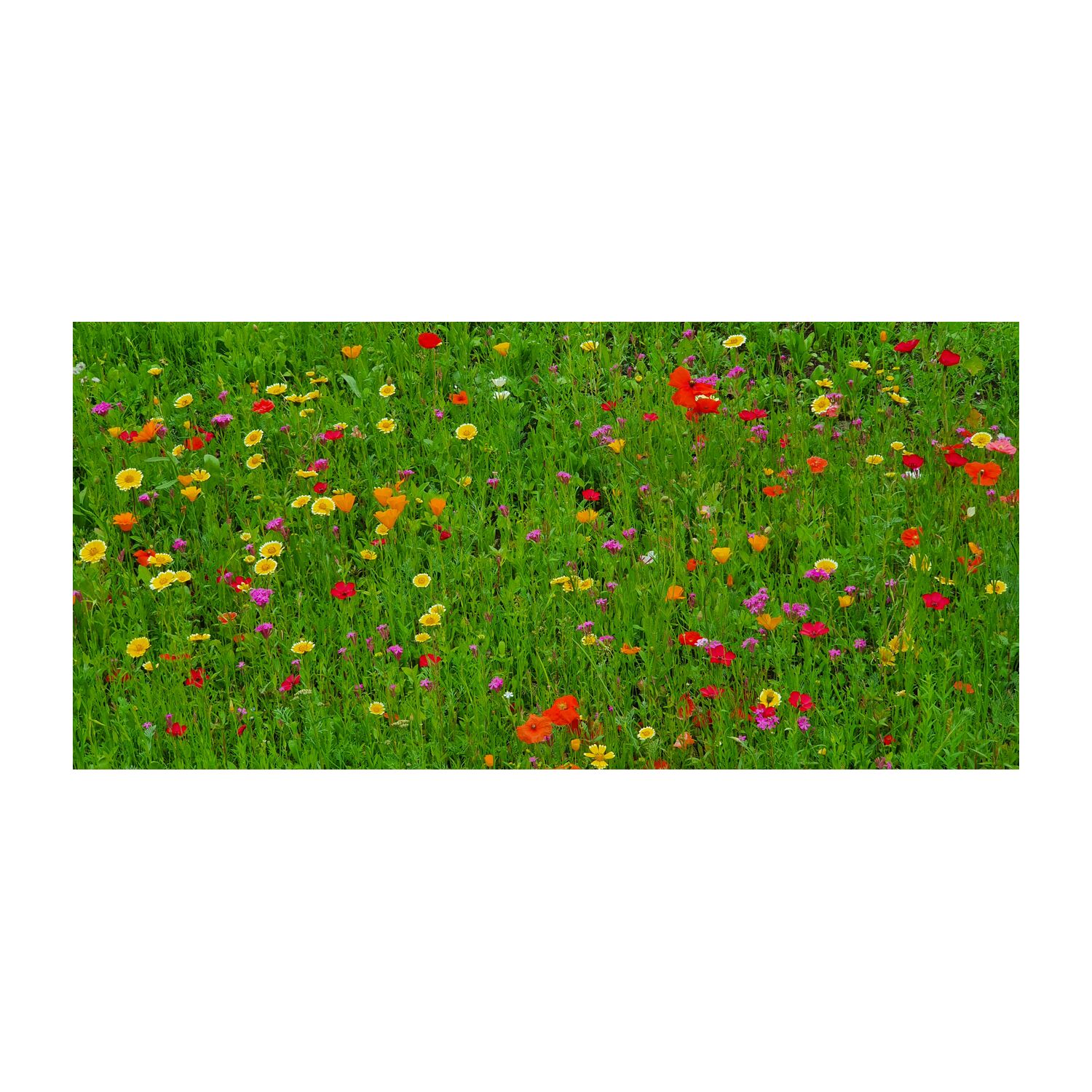 Geschenkartikel: Bienenweide im Oster-Eierkarton Blumen 2K1660b