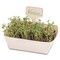 Pflanz-Set - 2er-Set - Sommerblumenmischung / Sonnenblume