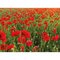 Samenpapier DIN A7 - Mohnblume, Druck 4/4-c