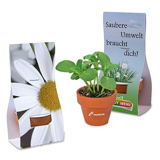 Logo-Töpfchen Überreichverpackung mit Samen - Margerite