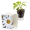 Caffeino-Glas mit Samen - Margerite