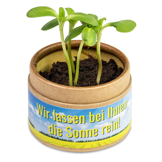 Pflanz-Cup mit Samen - Basilikum