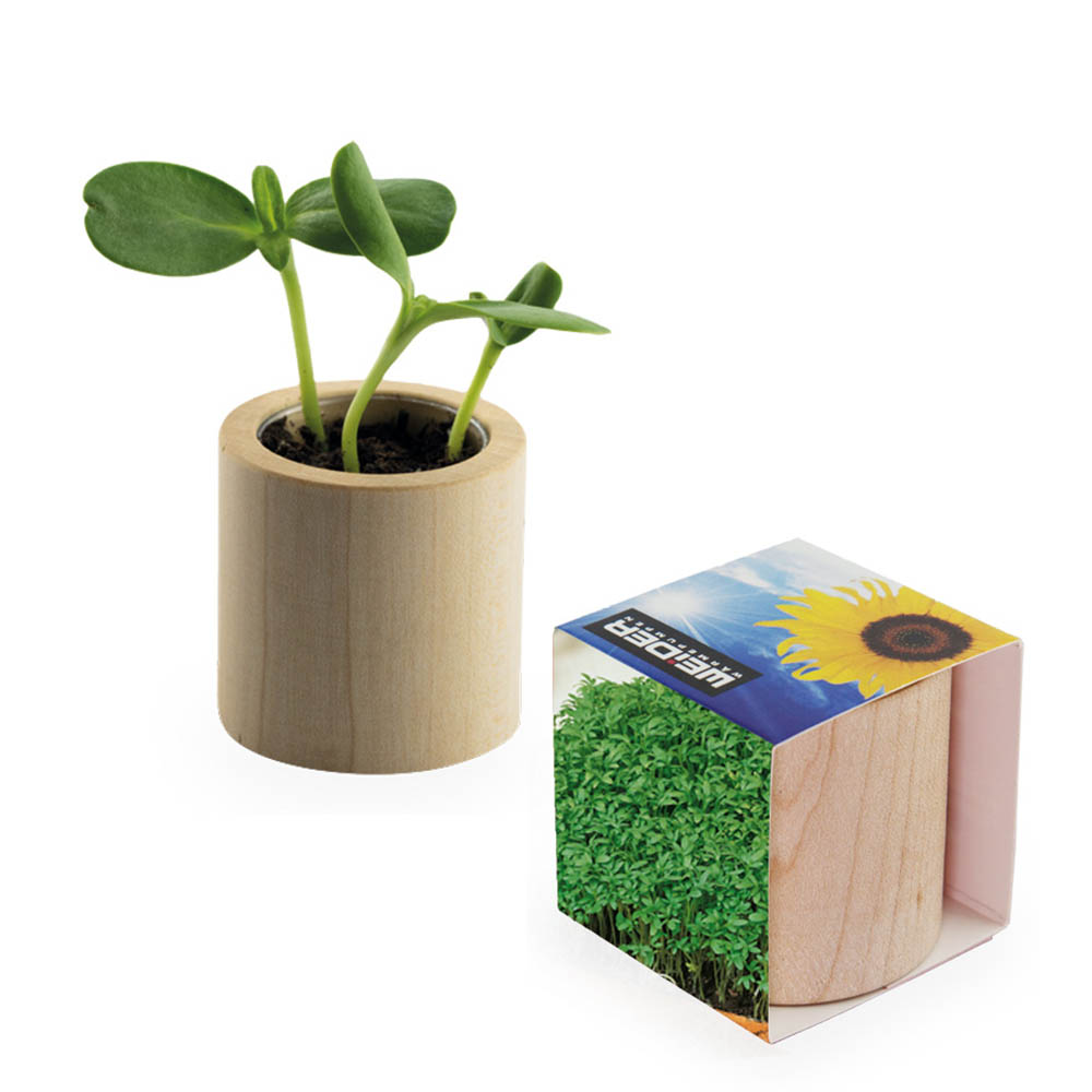 Pflanz-Holz rund mit Samen - Gartenkresse