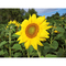 Pflanz-Holz Büro mit Samen - Sonnenblume