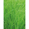 Pflanz-Holz - Standardmotiv - Ostern - 1 Seite gelasert