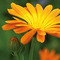 Pflanz-Fässchen mit Samen - Ringelblume, Lasergravur