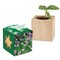 Pflanz-Holz Star-Box mit Samen - Schnittlauch