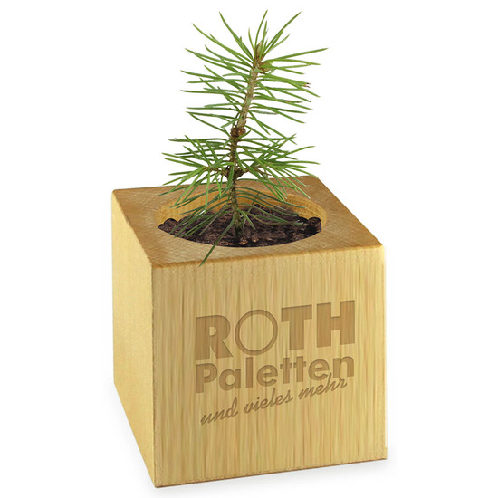 Pflanz-Holz Star-Box mit Samen - Basilikum, 1 Seite gelasert