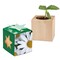 Pflanz-Holz Star-Box mit Samen - Margerite, 2 Seiten gelasert