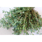 Pflanz-Holz Maxi Star-Box mit Samen - Thymian