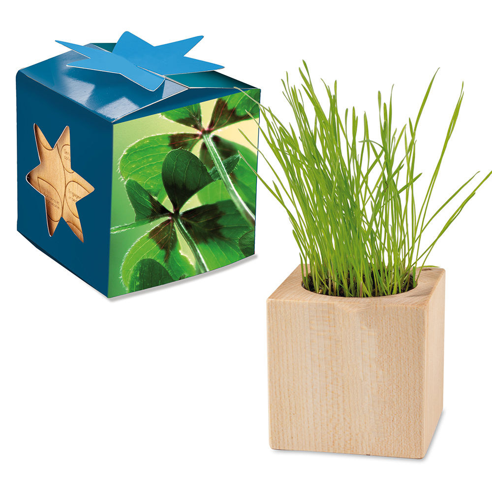 Pflanz-Holz Maxi Star-Box mit Samen - Glücksklee-Zwiebel, 1 Seite gelasert (* Je nach Verfügbarkeit der Glücksklee-Zwiebeln)