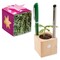 Pflanz-Holz Büro Star-Box mit Samen - Thymian