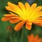 Pflanz-Holz Grande mit Samen - Ringelblume
