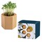 Pflanz-Holz Hexagon mit Samen - Margerite
