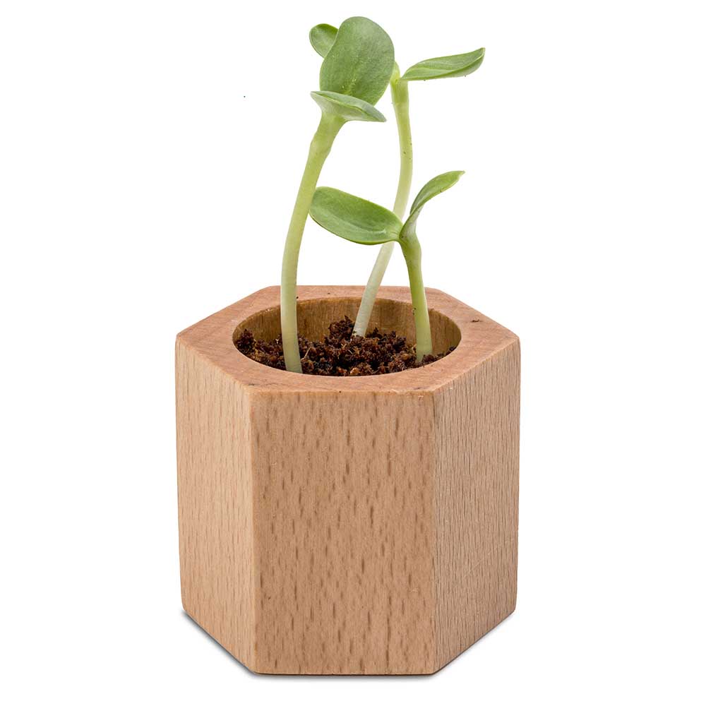 Pflanz-Holz Hexagon mit Samen - Vergissmeinnicht