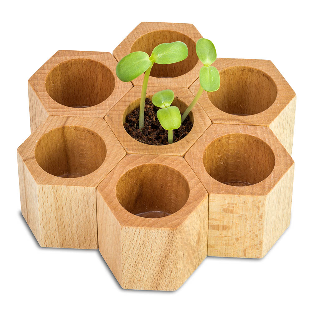 Pflanz-Holz Hexagon mit Samen - Vergissmeinnicht