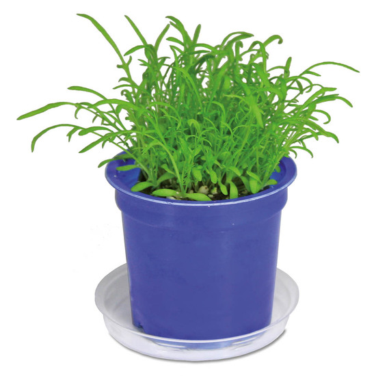 Florero-Töpfchen mit Samen - blau - Persischer Klee