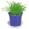 Florero-Töpfchen mit Samen - blau - Persischer Klee
