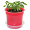 Florero-Töpfchen mit Samen - rot - Gartenkresse