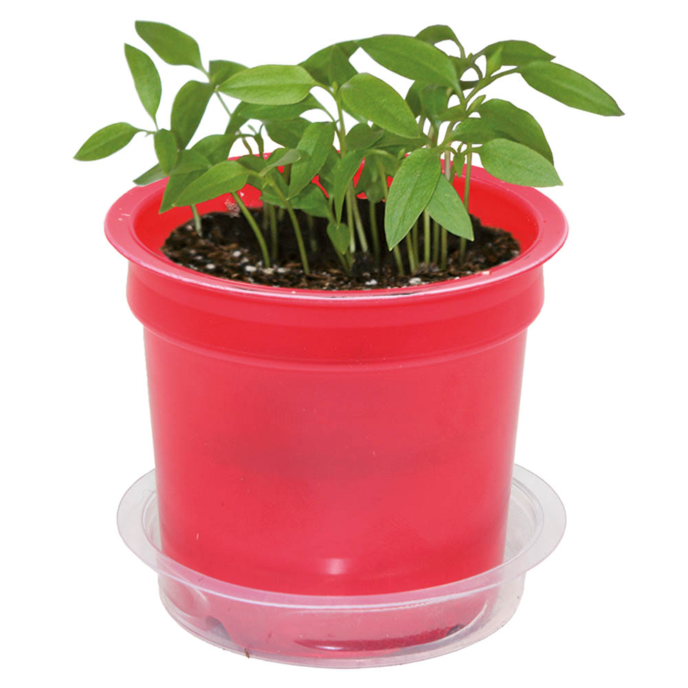 Florero-Töpfchen mit Samen - rot - Margerite