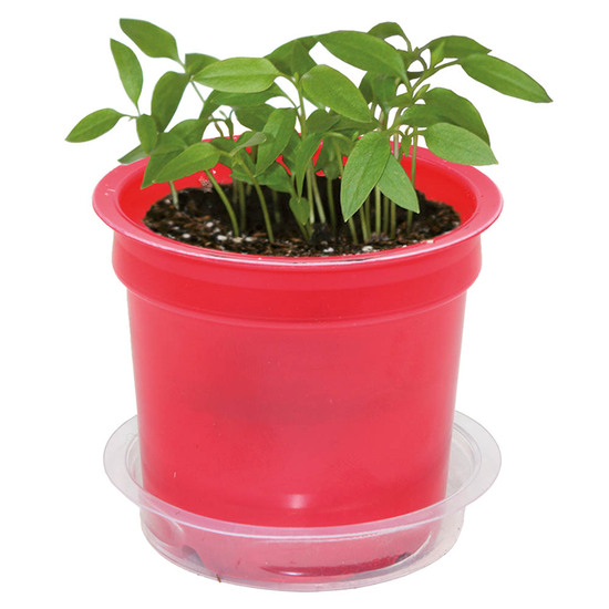 Florero-Töpfchen mit Samen - rot - Margerite