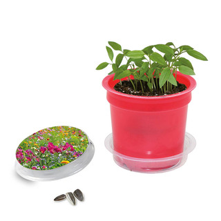 Florero-Töpfchen mit Samen - rot - Sommerblumenmischung