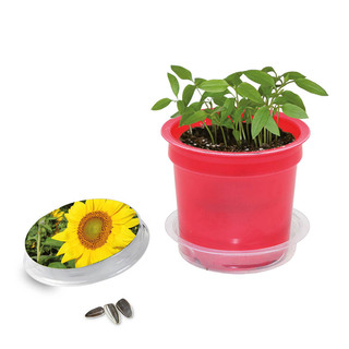 Florero-Töpfchen mit Samen - rot - Sonnenblume