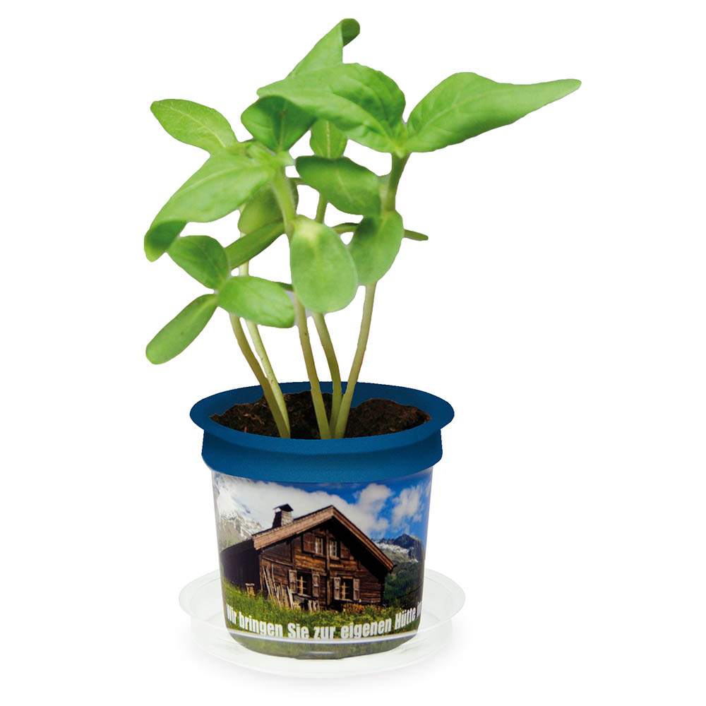 Florero-Töpfchen mit Samen - terracotta - Persischer Klee