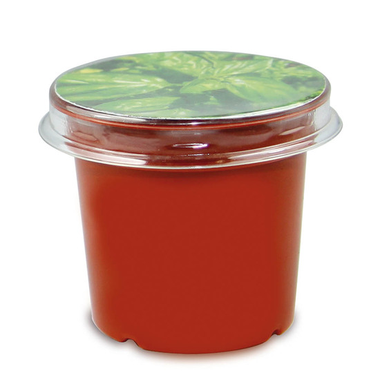 Florero-Töpfchen mit Samen - terracotta - Persischer Klee