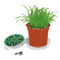 Florero-Töpfchen mit Samen - terracotta - Persischer Klee