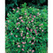 Florero-Töpfchen mit Samen - terracotta - Persischer Klee