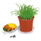 Florero-Töpfchen mit Samen - terracotta - Ringelblume