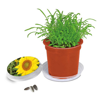 Florero-Töpfchen mit Samen - terracotta - Sonnenblume