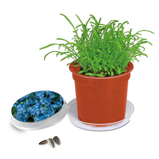 Florero-Töpfchen mit Samen - terracotta - Vergissmeinnicht