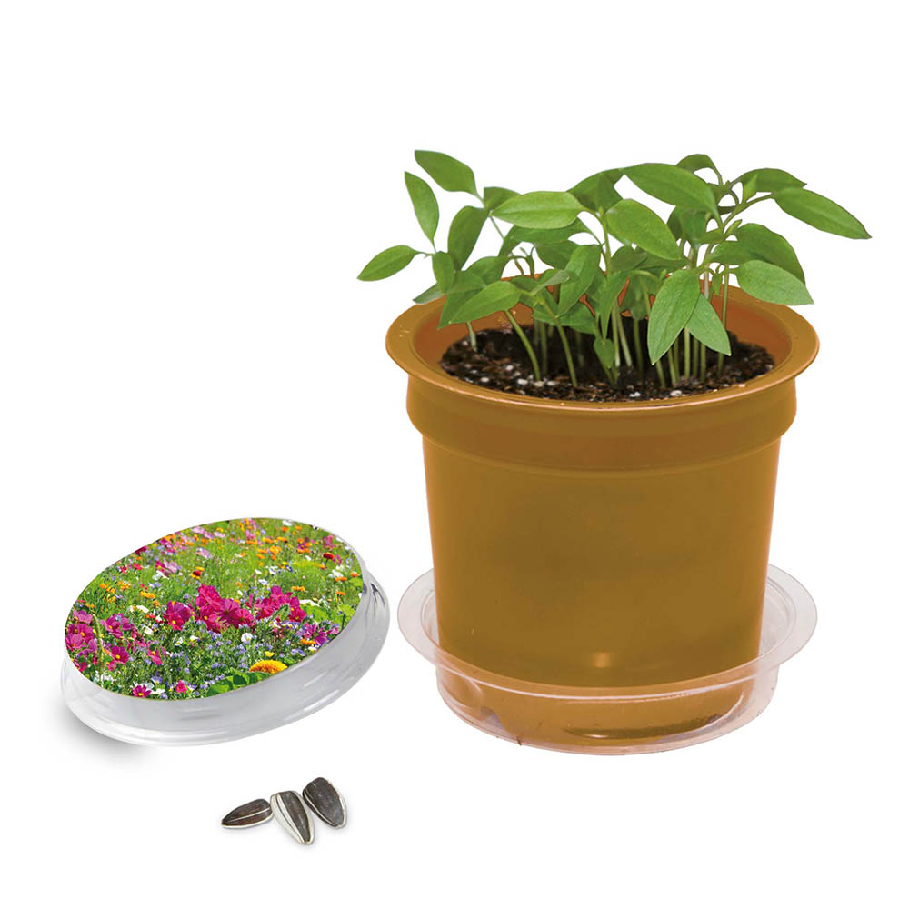 Florero-Töpfchen mit Samen - gold - Sommerblumenmischung