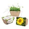 Mini-Beet mit Samen - Sonnenblume, Lasergravur