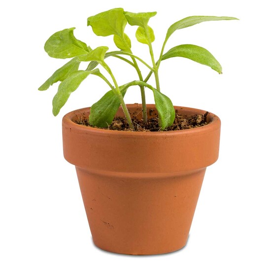 Das Gelbe vom Ei - mit Tontöpfchen, Eierkerze, Schokohase