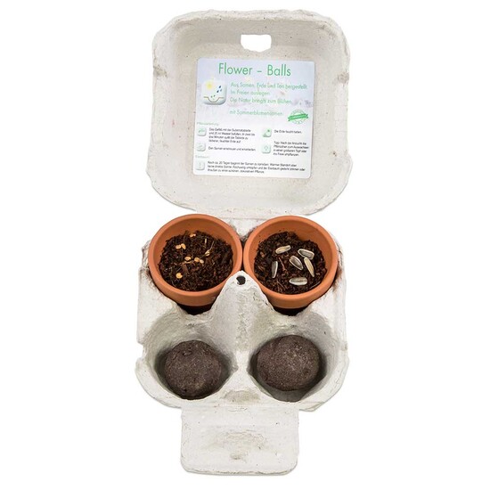 Das Grüne vom Ei - Green-Mix Box - Sonnenblume