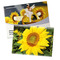 Samentütchen Groß - Standardpapier - Sonnenblume