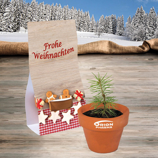 Logo-Töpfchen Überreichverpackung mit Samen - Fichte