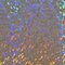 CAD-CUT® Effect